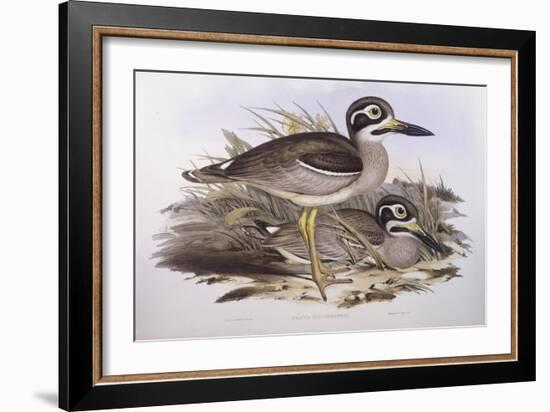 Beach Thick-Knee (Esacus Magnirostris or Burhinus Giganteus)-John Gould-Framed Giclee Print