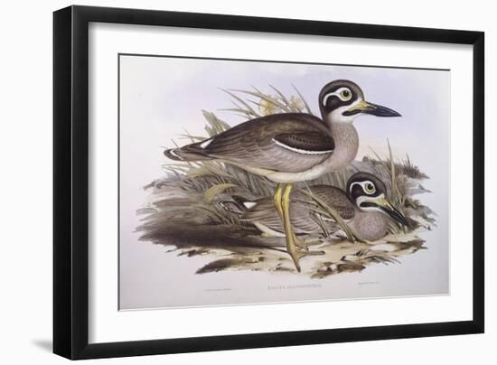 Beach Thick-Knee (Esacus Magnirostris or Burhinus Giganteus)-John Gould-Framed Giclee Print