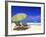 Beach Umbrella, Abaco, Bamahas-Michael DeFreitas-Framed Photographic Print