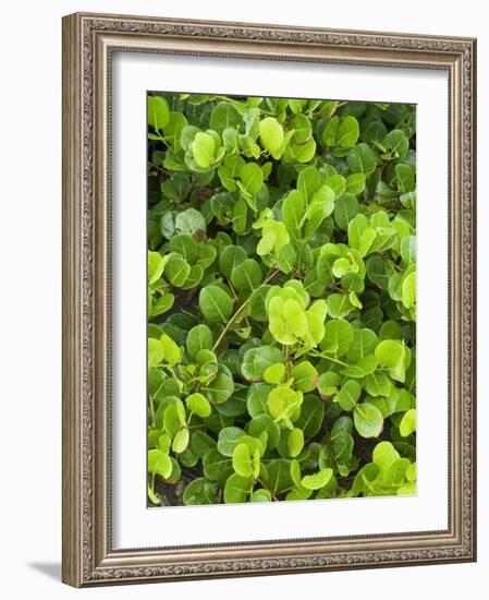 Beach Vegetation on the Edge of the Rain Forest, Tortuguero National Park, Costa Rica-R H Productions-Framed Photographic Print