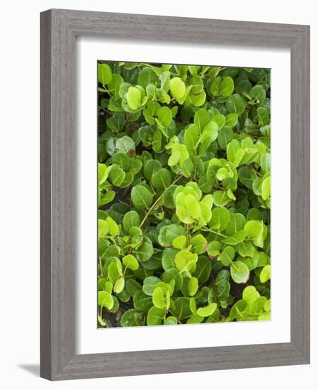 Beach Vegetation on the Edge of the Rain Forest, Tortuguero National Park, Costa Rica-R H Productions-Framed Photographic Print