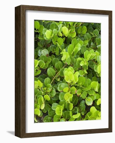 Beach Vegetation on the Edge of the Rain Forest, Tortuguero National Park, Costa Rica-R H Productions-Framed Photographic Print