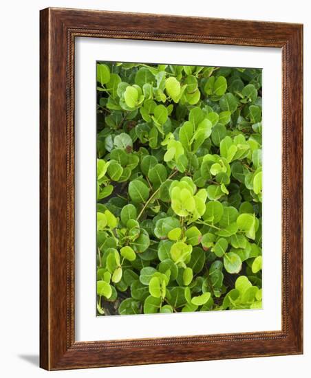 Beach Vegetation on the Edge of the Rain Forest, Tortuguero National Park, Costa Rica-R H Productions-Framed Photographic Print