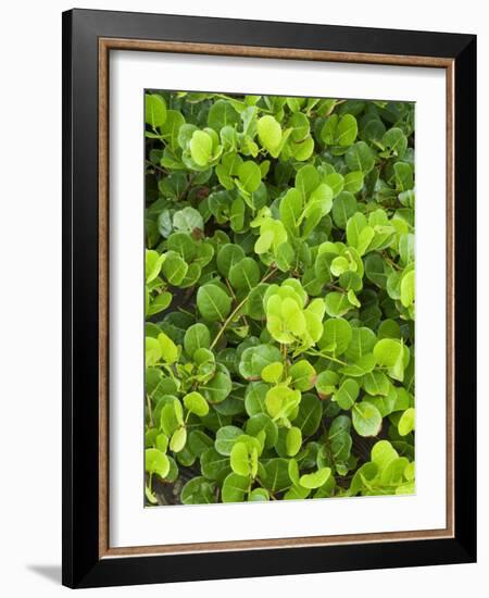 Beach Vegetation on the Edge of the Rain Forest, Tortuguero National Park, Costa Rica-R H Productions-Framed Photographic Print