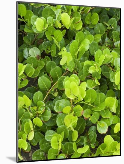 Beach Vegetation on the Edge of the Rain Forest, Tortuguero National Park, Costa Rica-R H Productions-Mounted Photographic Print