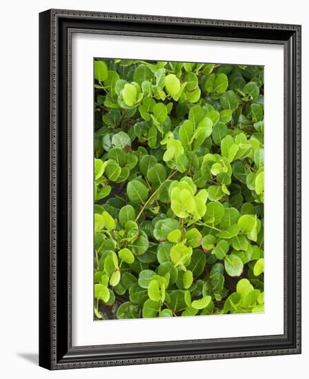 Beach Vegetation on the Edge of the Rain Forest, Tortuguero National Park, Costa Rica-R H Productions-Framed Photographic Print