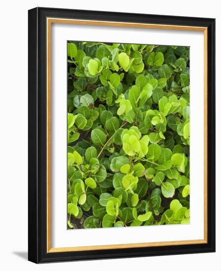 Beach Vegetation on the Edge of the Rain Forest, Tortuguero National Park, Costa Rica-R H Productions-Framed Photographic Print