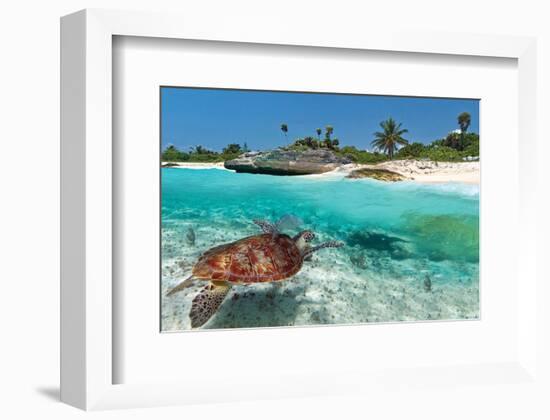 Beach With Green Turtle Mexico-null-Framed Art Print