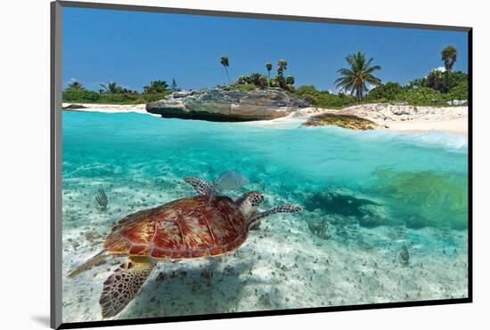 Beach With Green Turtle Mexico-null-Mounted Art Print