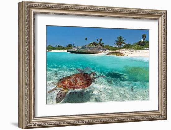 Beach With Green Turtle Mexico-null-Framed Art Print