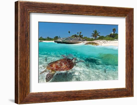 Beach With Green Turtle Mexico-null-Framed Art Print