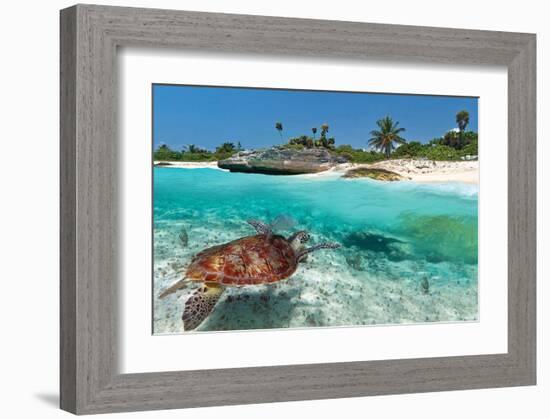 Beach With Green Turtle Mexico-null-Framed Art Print