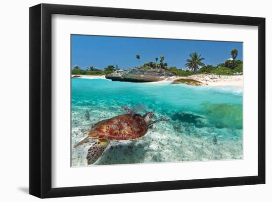 Beach With Green Turtle Mexico-null-Framed Art Print