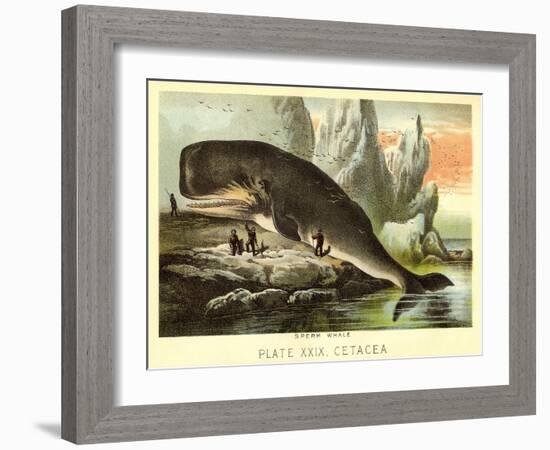 Beached Sperm Whale-null-Framed Art Print