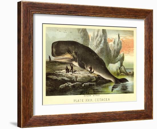 Beached Sperm Whale-null-Framed Art Print