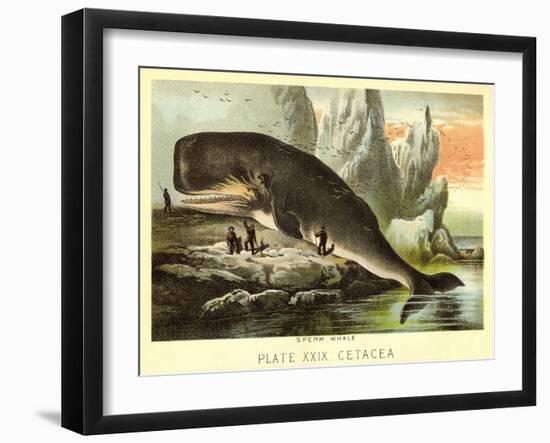 Beached Sperm Whale-null-Framed Art Print