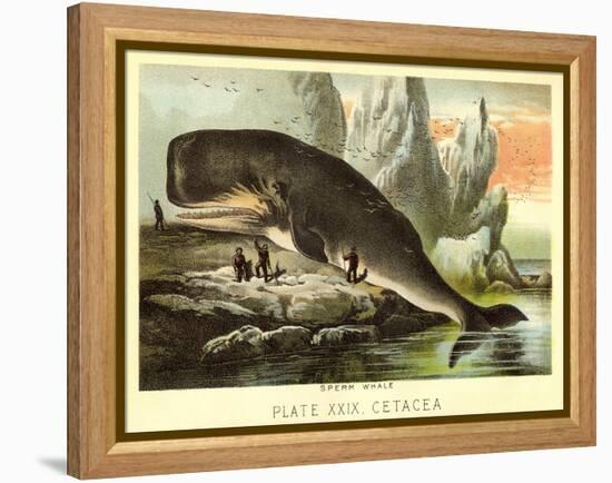 Beached Sperm Whale-null-Framed Stretched Canvas