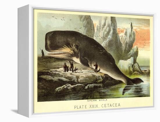 Beached Sperm Whale-null-Framed Stretched Canvas