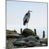 Beachscape Heron I-James McLoughlin-Mounted Photographic Print