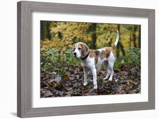 Beagle 05-Bob Langrish-Framed Photographic Print