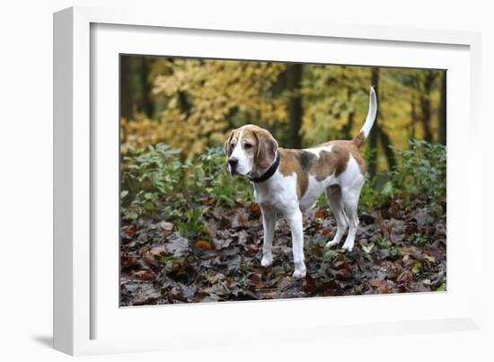 Beagle 05-Bob Langrish-Framed Photographic Print