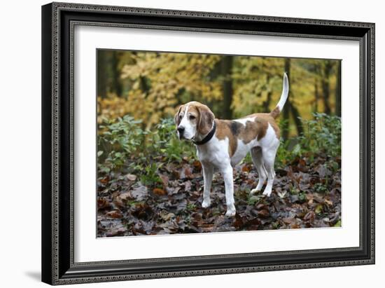 Beagle 05-Bob Langrish-Framed Photographic Print