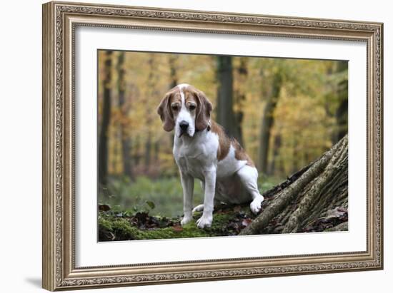 Beagle 09-Bob Langrish-Framed Photographic Print