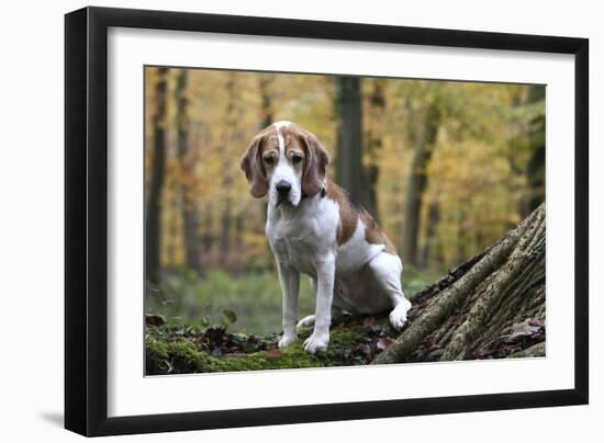 Beagle 09-Bob Langrish-Framed Photographic Print