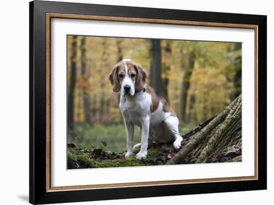 Beagle 09-Bob Langrish-Framed Photographic Print