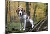 Beagle 09-Bob Langrish-Mounted Photographic Print