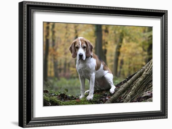 Beagle 09-Bob Langrish-Framed Photographic Print