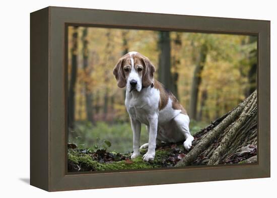 Beagle 09-Bob Langrish-Framed Premier Image Canvas