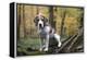 Beagle 09-Bob Langrish-Framed Premier Image Canvas