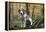 Beagle 09-Bob Langrish-Framed Premier Image Canvas