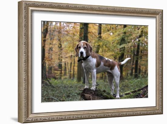 Beagle 11-Bob Langrish-Framed Photographic Print