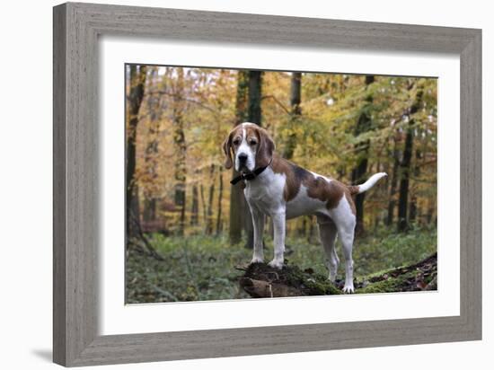 Beagle 11-Bob Langrish-Framed Photographic Print