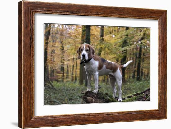 Beagle 11-Bob Langrish-Framed Photographic Print