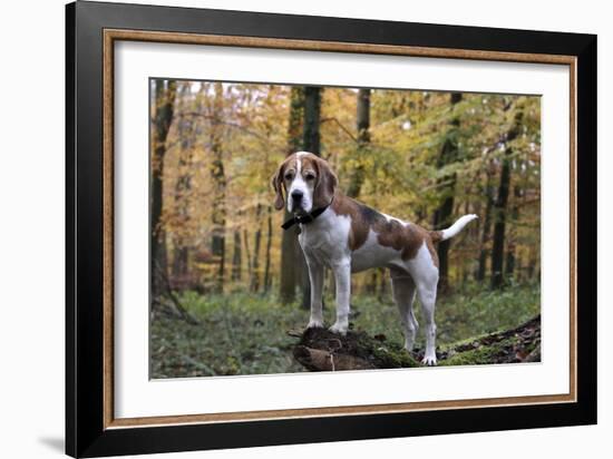 Beagle 11-Bob Langrish-Framed Photographic Print