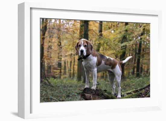 Beagle 11-Bob Langrish-Framed Photographic Print