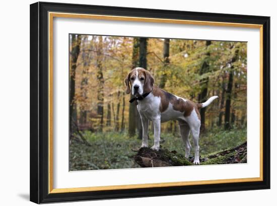 Beagle 11-Bob Langrish-Framed Photographic Print