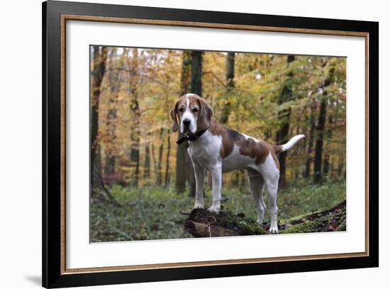 Beagle 11-Bob Langrish-Framed Photographic Print