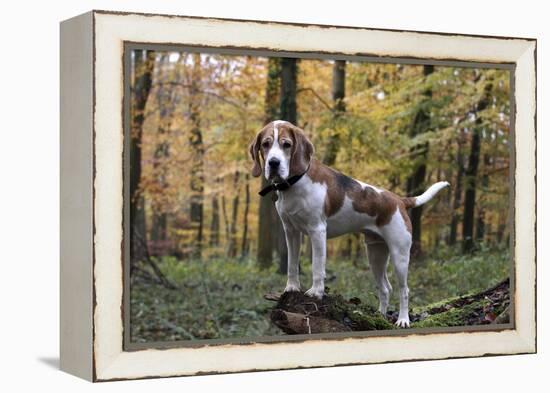 Beagle 11-Bob Langrish-Framed Premier Image Canvas