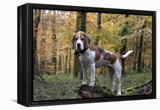 Beagle 11-Bob Langrish-Framed Premier Image Canvas