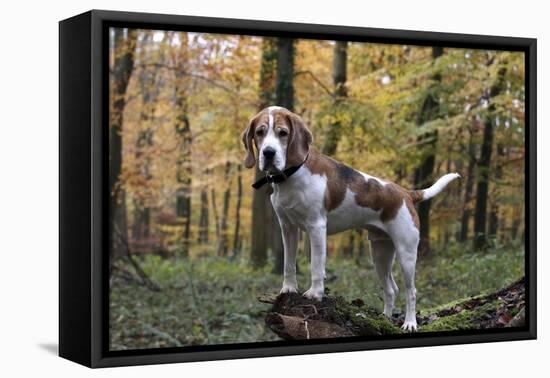 Beagle 11-Bob Langrish-Framed Premier Image Canvas