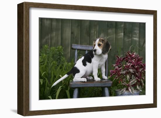 Beagle 49-Bob Langrish-Framed Photographic Print