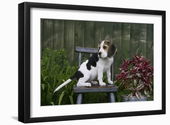 Beagle 49-Bob Langrish-Framed Photographic Print