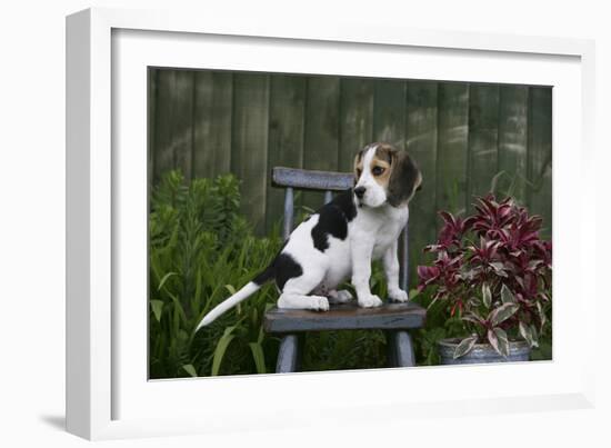 Beagle 49-Bob Langrish-Framed Photographic Print