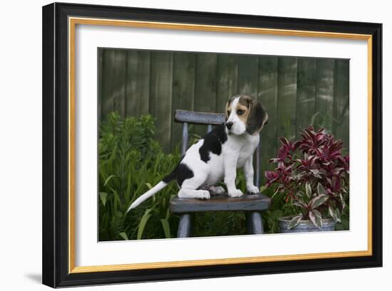 Beagle 49-Bob Langrish-Framed Photographic Print