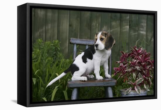 Beagle 49-Bob Langrish-Framed Premier Image Canvas