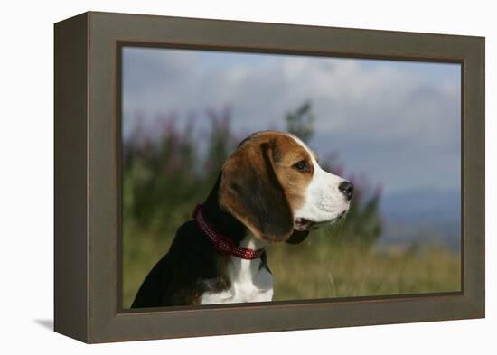 Beagle 66-Bob Langrish-Framed Premier Image Canvas